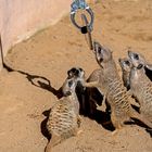 Neulich bei Erdmännchen im Zoo Hannover (Serie Nr. 05)