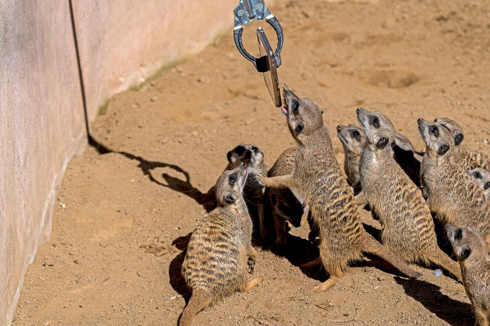 Neulich bei Erdmännchen im Zoo Hannover (Serie Nr. 05)