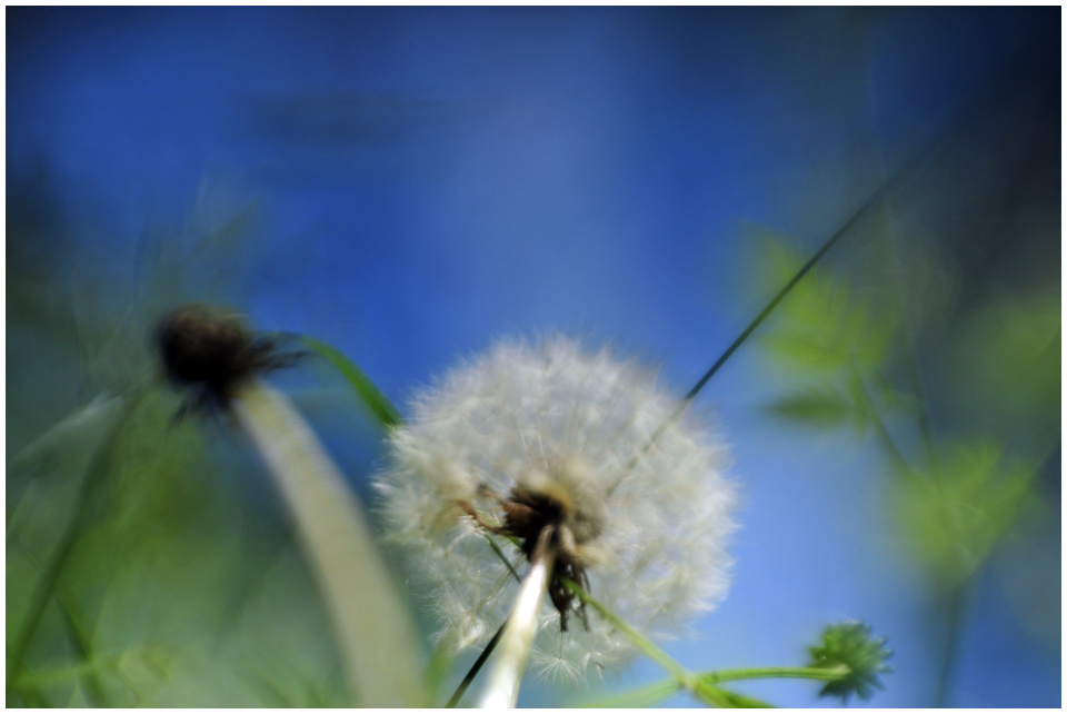 Neulich bei Frau Pusteblume