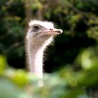 Neulich bei Hagenbeck