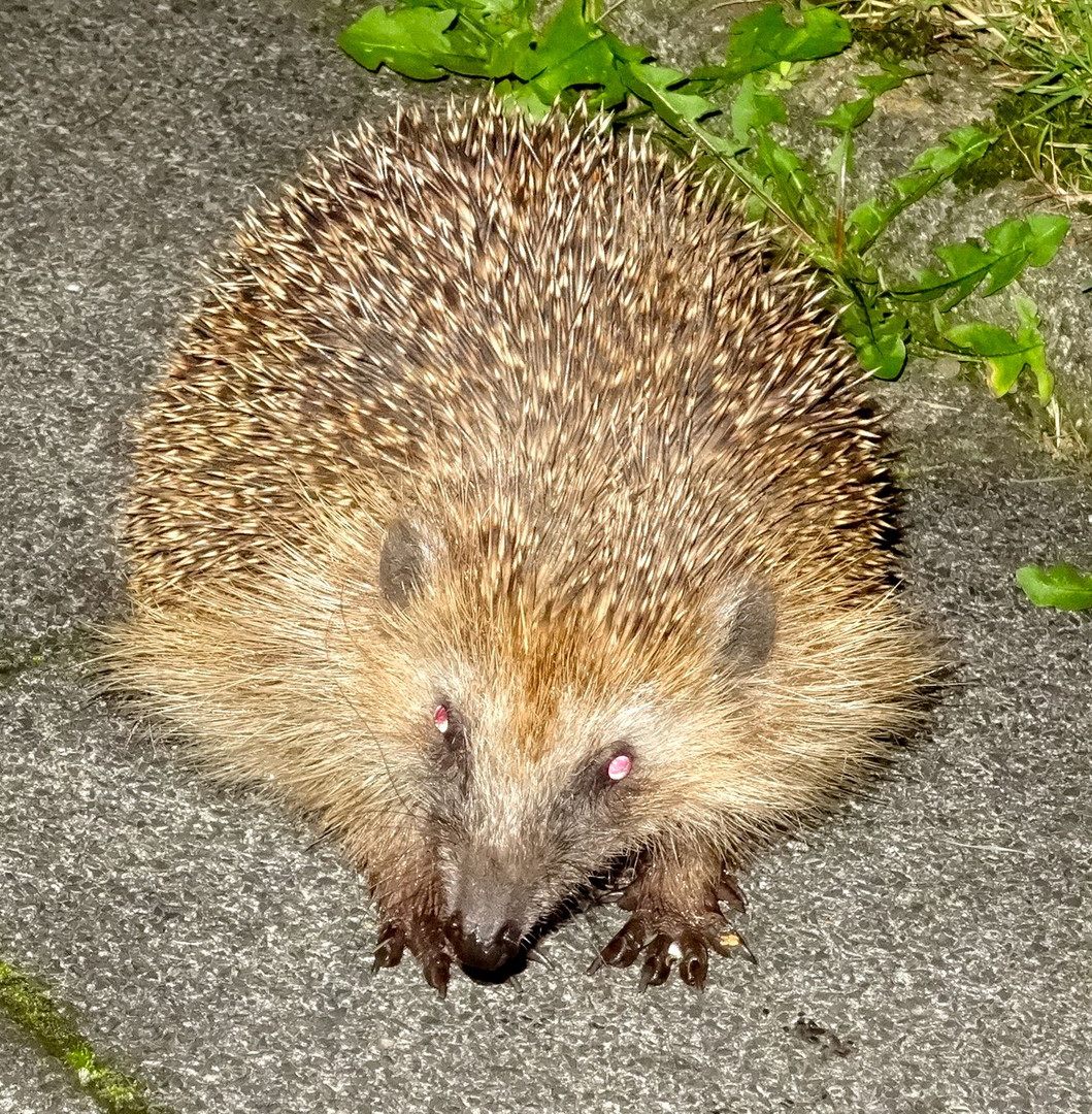 Neulich bei mir im Garten