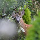 Neulich bei uns im Garten..