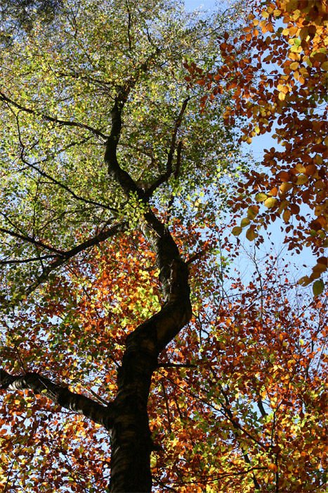 Neulich bei uns im Wald... (4)