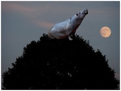 Neulich bei Vollmond