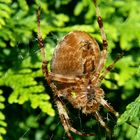 Neulich beim Hecke schneiden