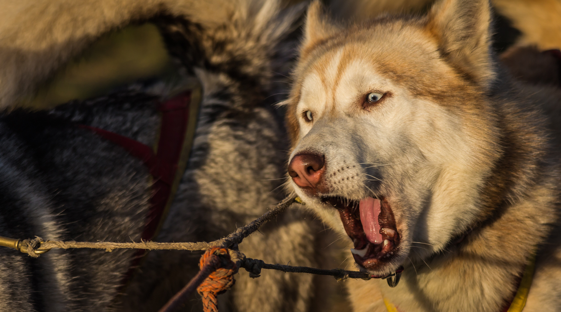 neulich beim Husky-Rennen