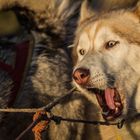 neulich beim Husky-Rennen