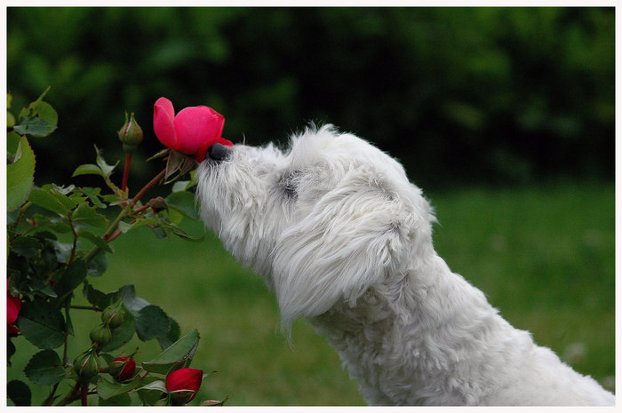 Neulich beim Rosenchecken