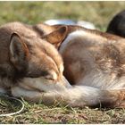 Neulich beim Schlittenhunderennen 2