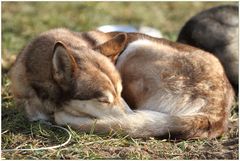 Neulich beim Schlittenhunderennen 2