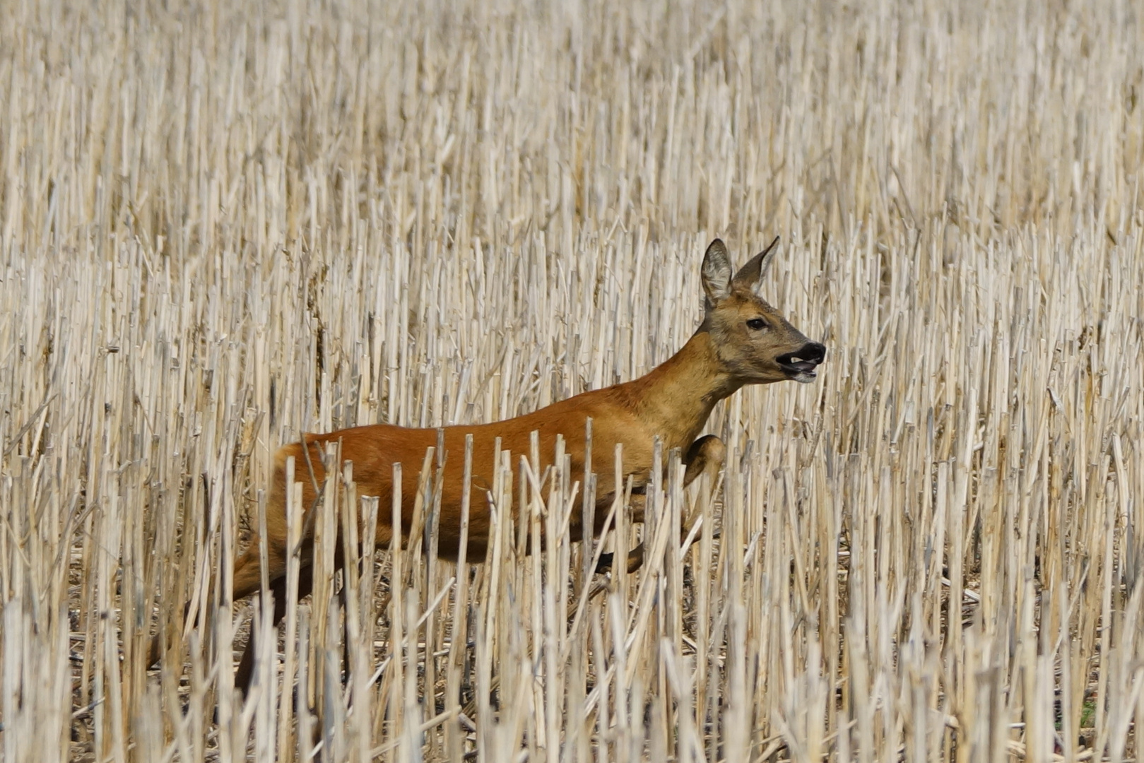 Neulich im abgeernteten Feld