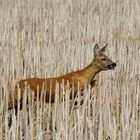 Neulich im abgeernteten Feld