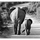 neulich im Addo-Elephant-Park...