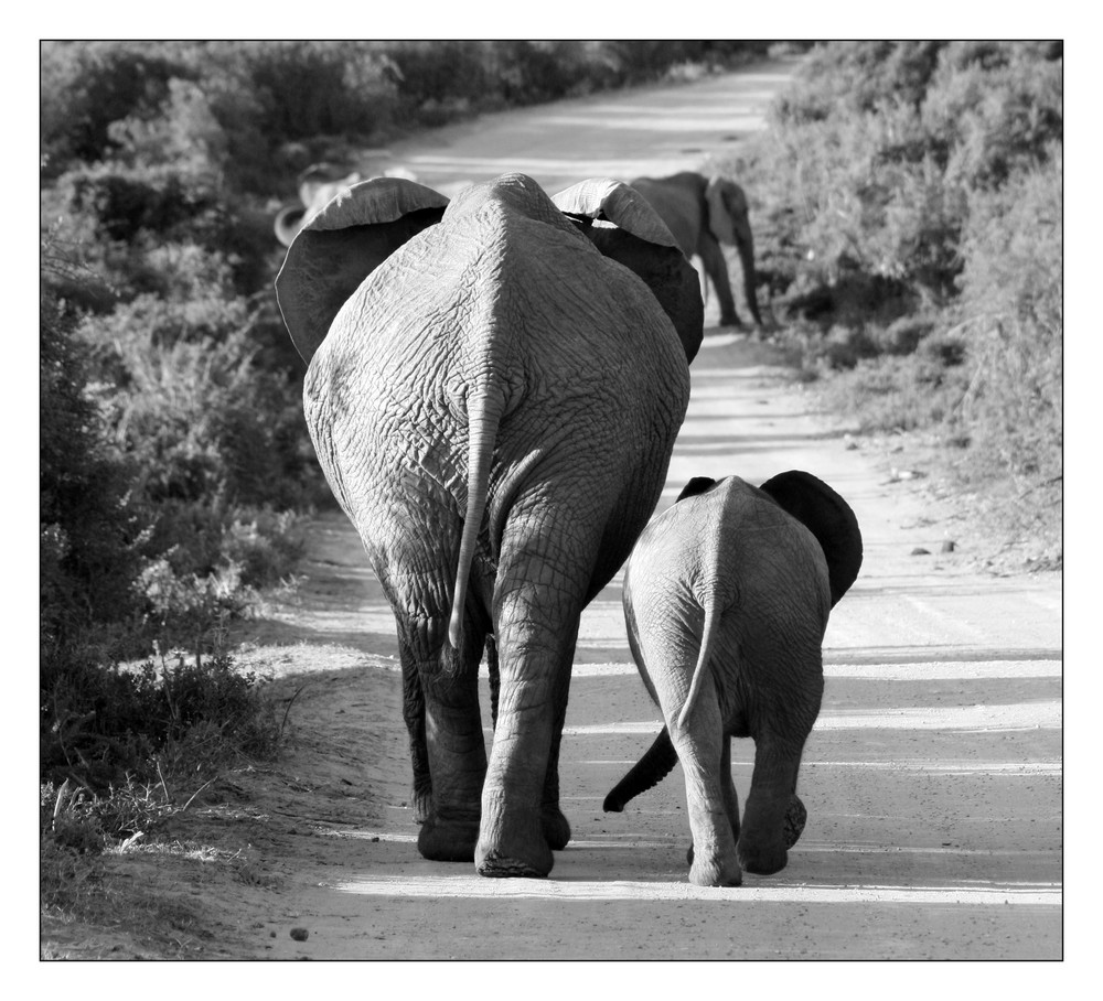 neulich im Addo-Elephant-Park...