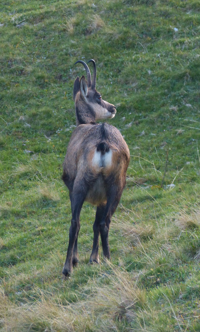 ...neulich im Allgäu...