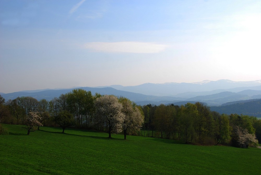 Neulich im Bay. Wald