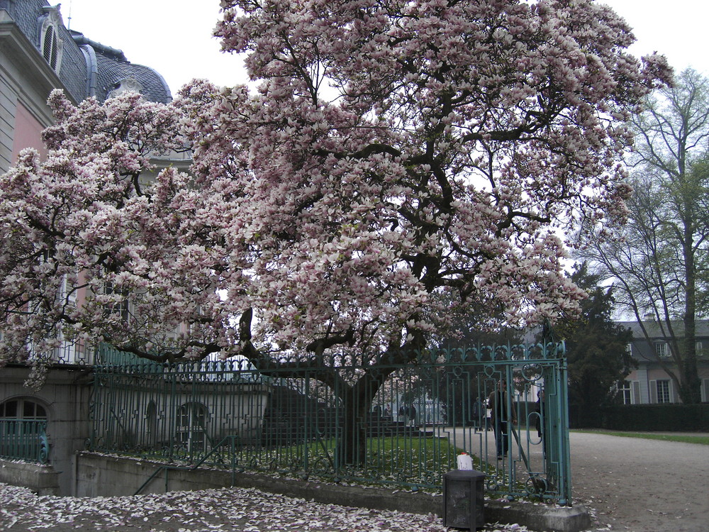 neulich im Benrather Schlosspark