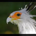 Neulich im Berliner Tierpark....