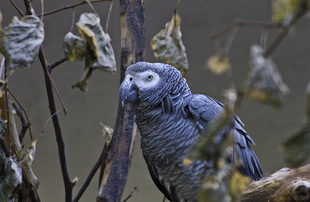 Neulich im Berliner Tierpark...