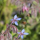 neulich im Bienen-Blumen-Feld