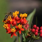 Neulich im Botanischen Garten 1