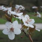 Neulich im botanischen Garten