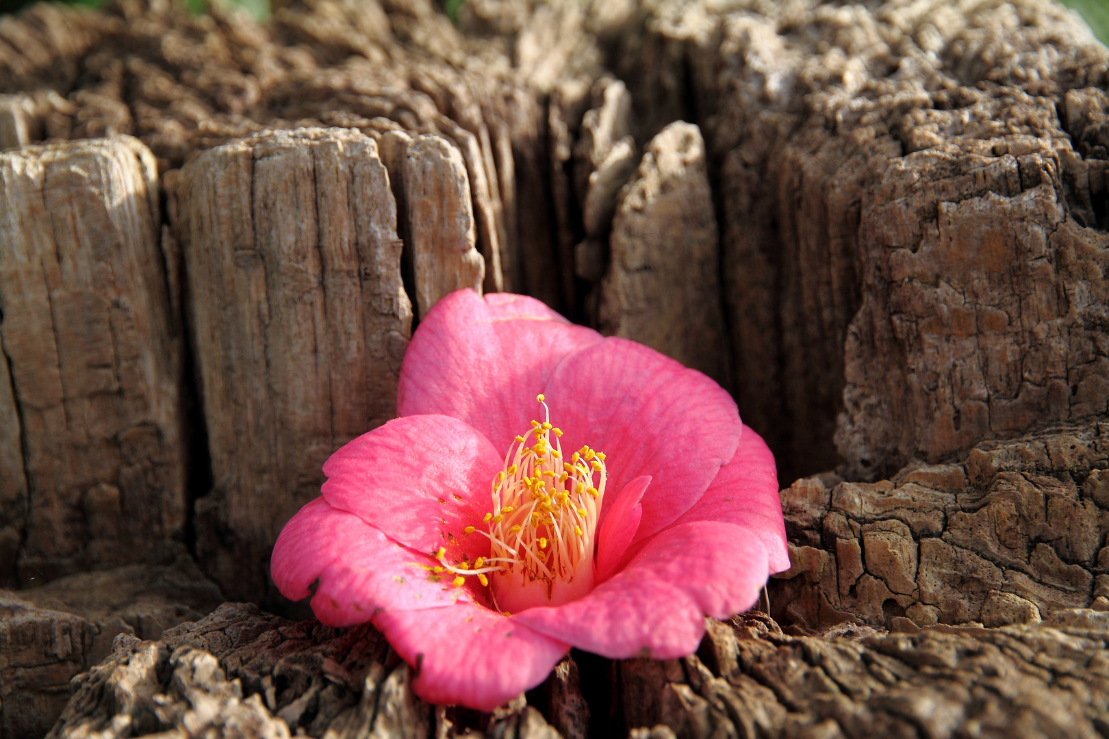 Neulich im Botanischen Garten