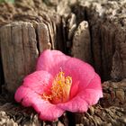 Neulich im Botanischen Garten