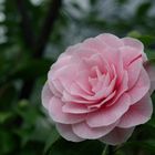 neulich im Botanischen Garten