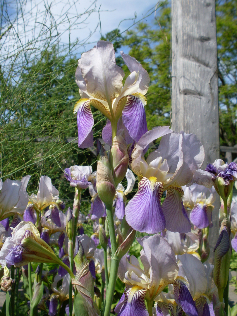 neulich im botanischen Garten