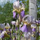 neulich im botanischen Garten