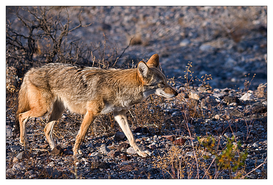 neulich, im Death Valley