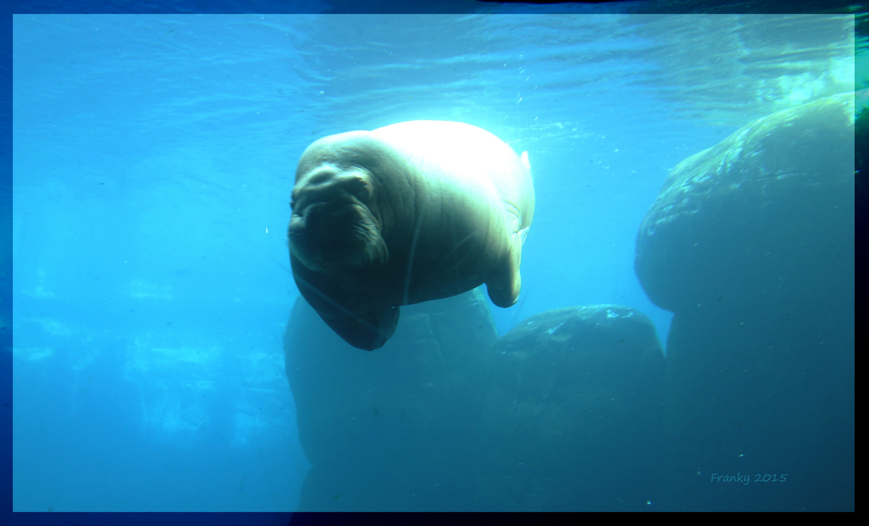 Neulich im Eismeer . . . . . . . .