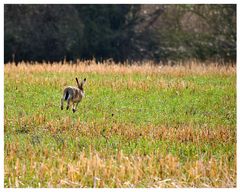 Neulich im Feld gab es Hase 