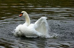 neulich im Fennpfuhl