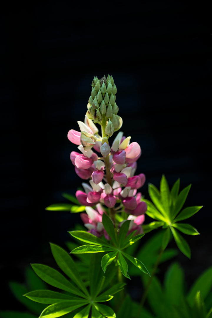 neulich im Garten