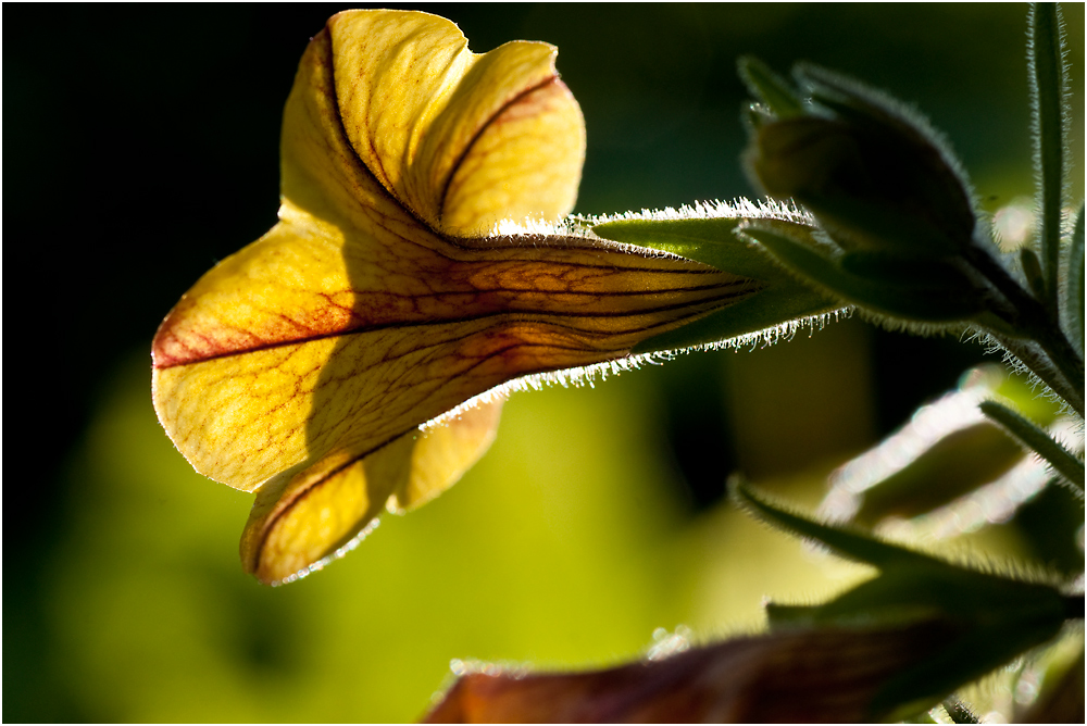 neulich im Garten (1)