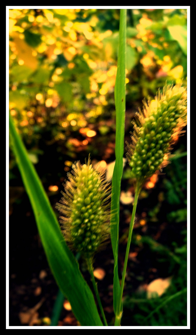 neulich im Garten