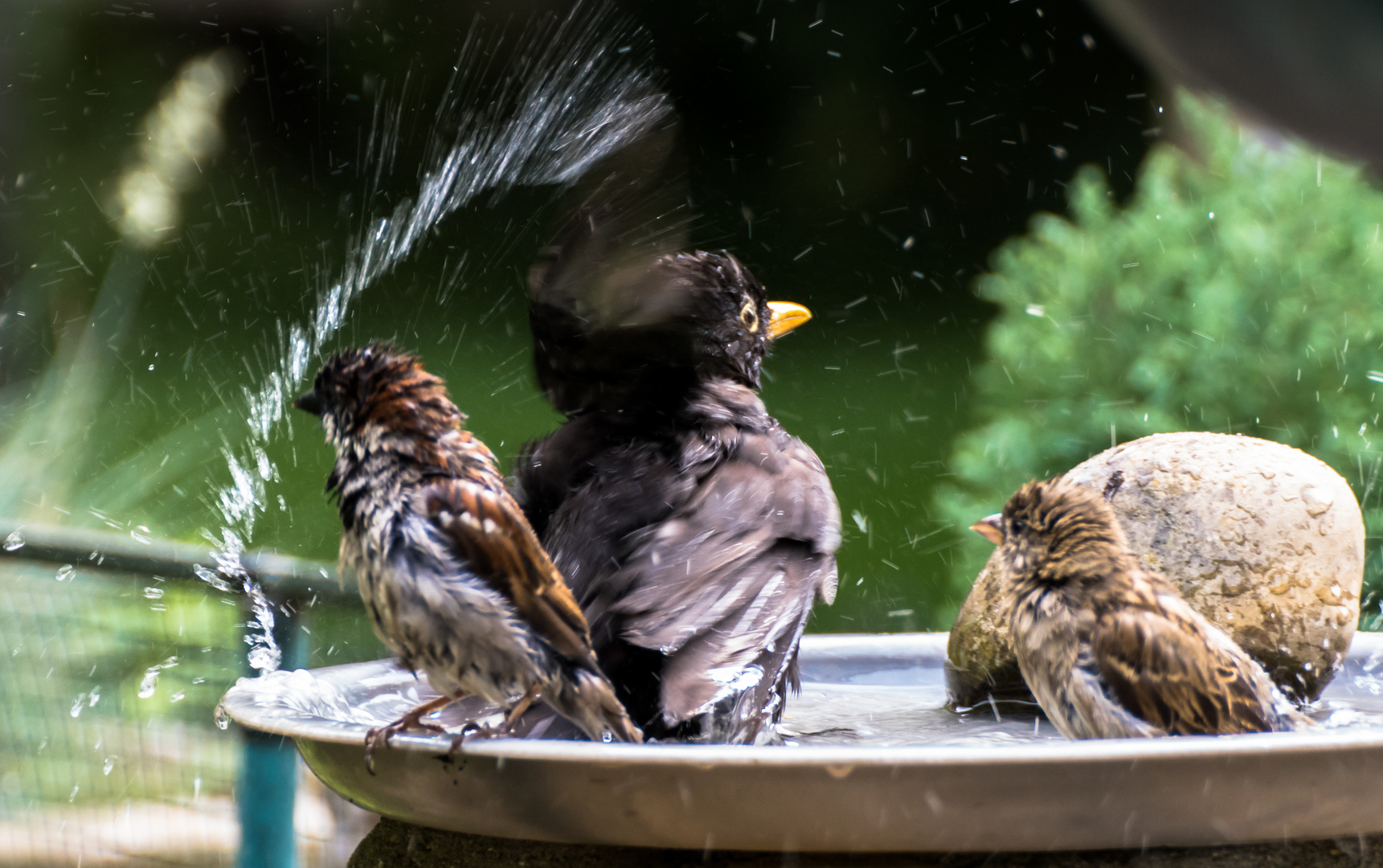 Neulich im Garten