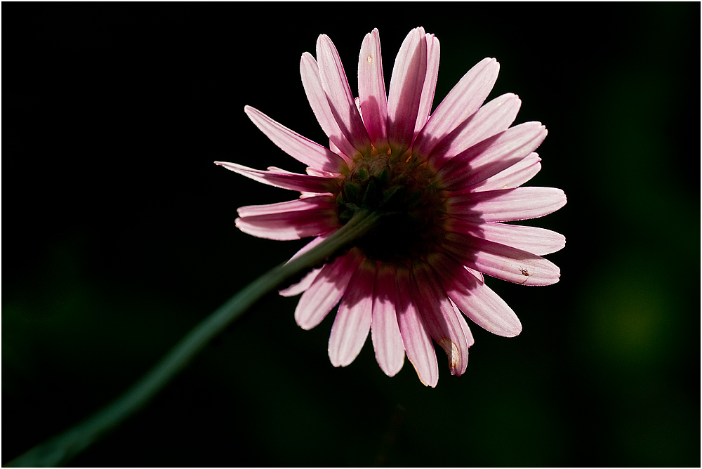 neulich im Garten (2)