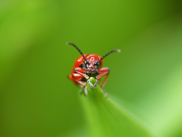 Neulich im Garten 2