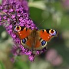 Neulich im Garten