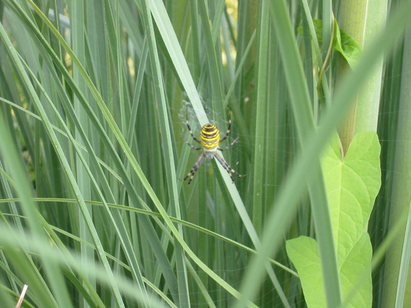 Neulich im Garten!