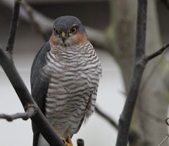 Neulich im Garten