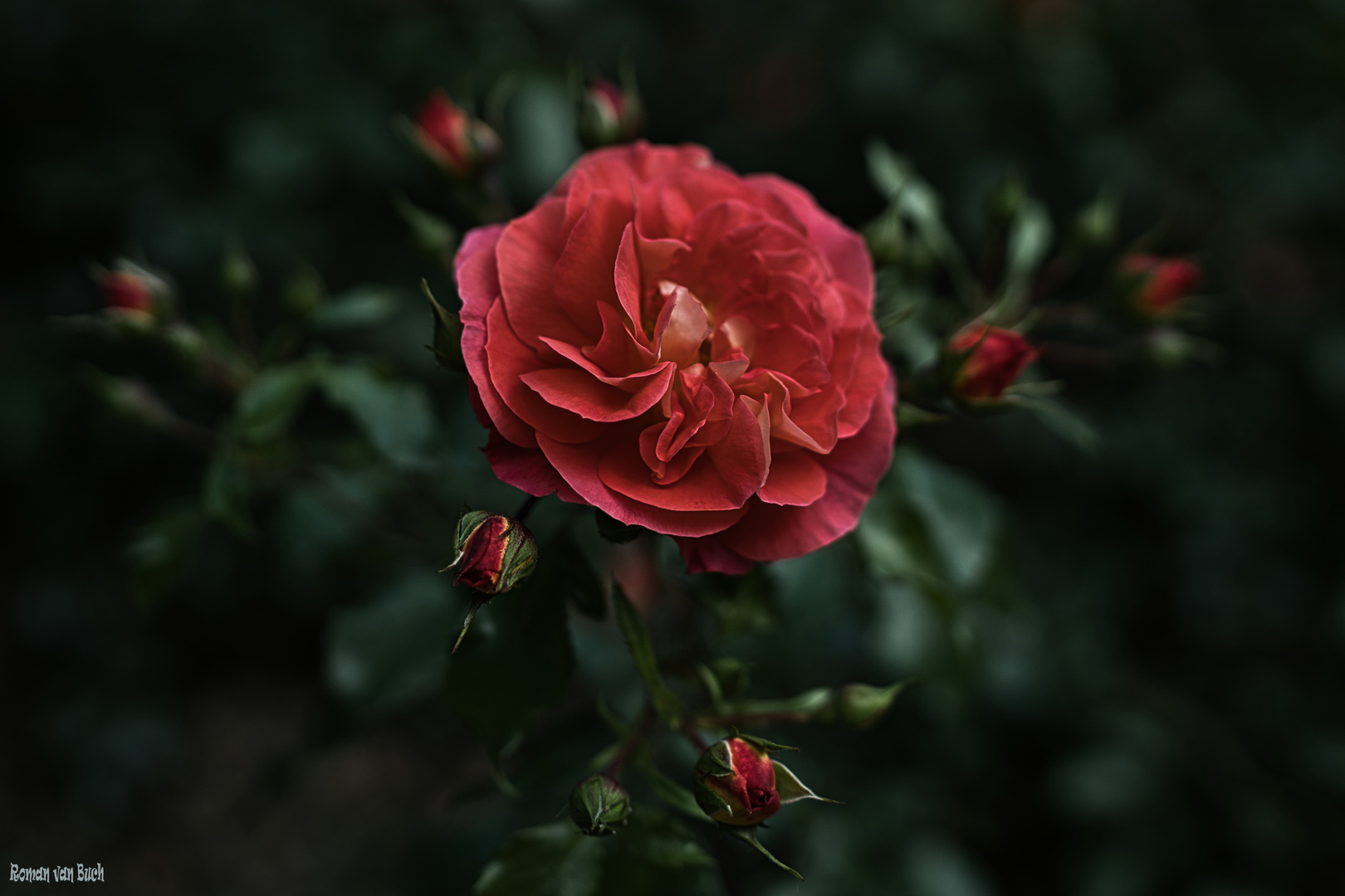 Neulich im Garten