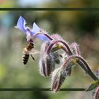 neulich im Garten