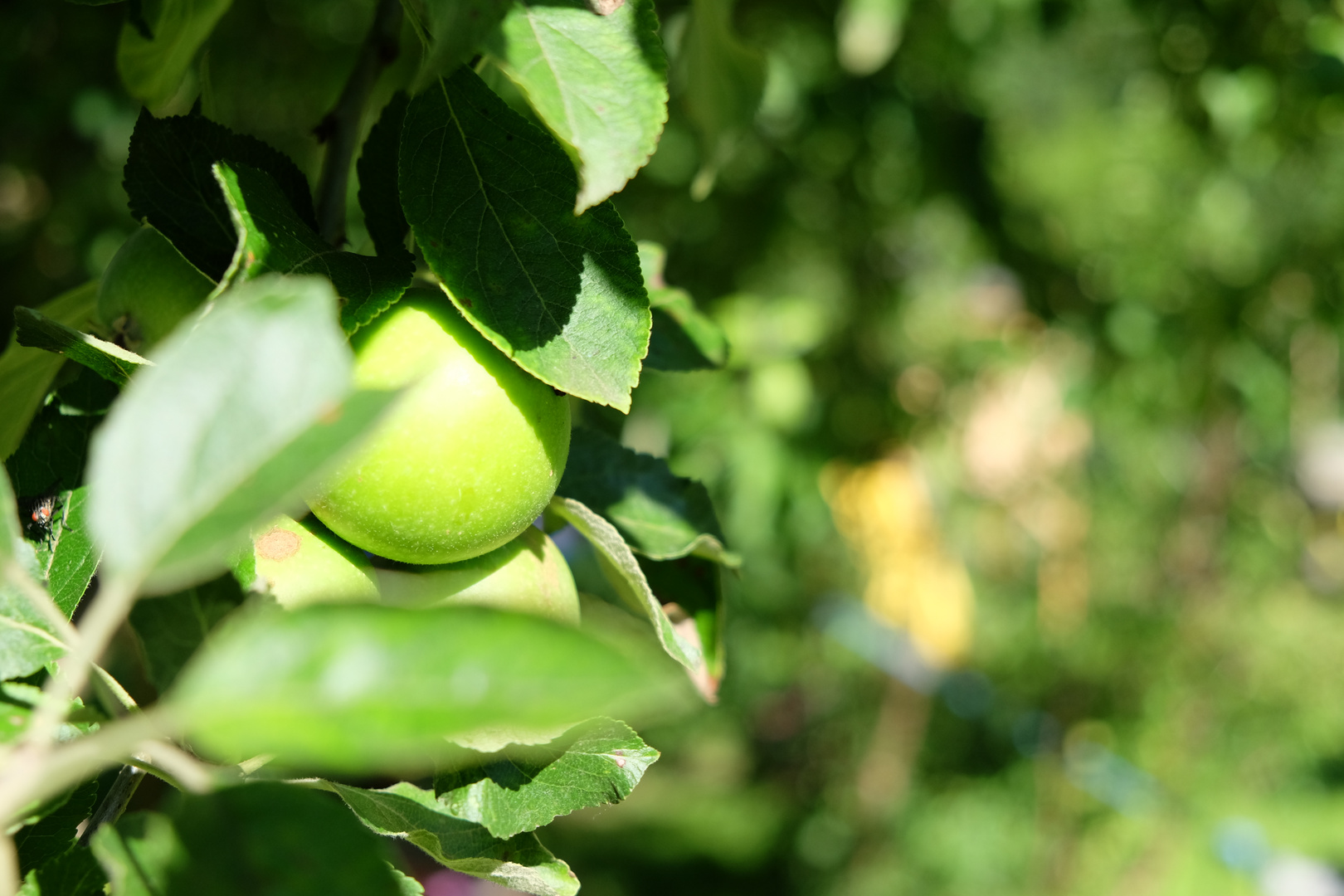 neulich im Garten