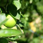 neulich im Garten