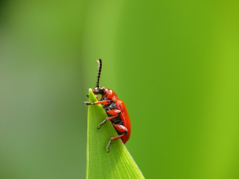 Neulich im Garten