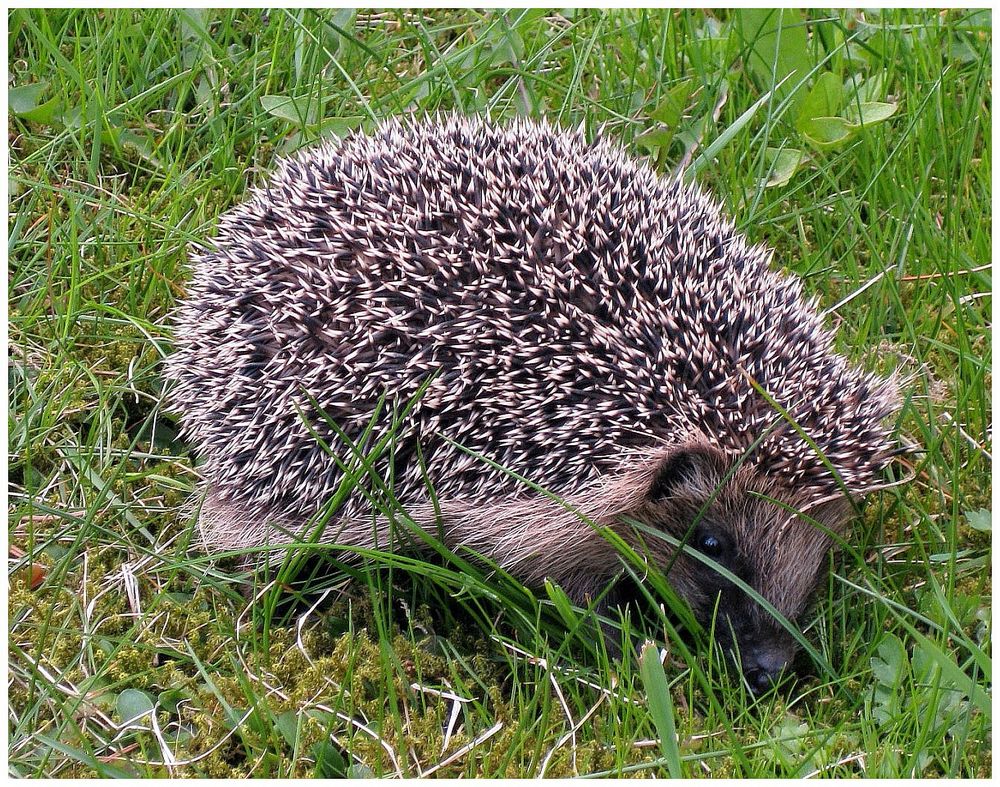 Neulich im Garten